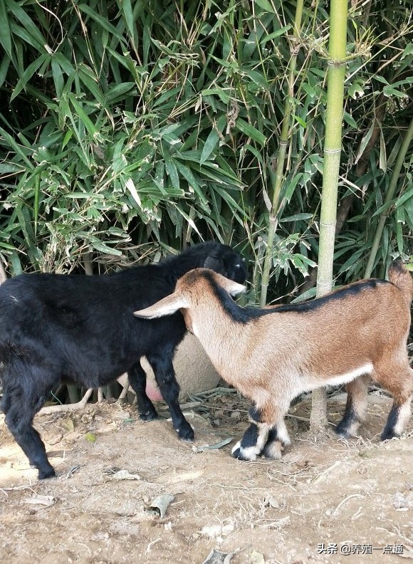 90后养羊专业户,最赚钱的养羊模式