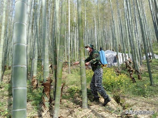 竹林病害防治方法,米竹病虫害防治方法