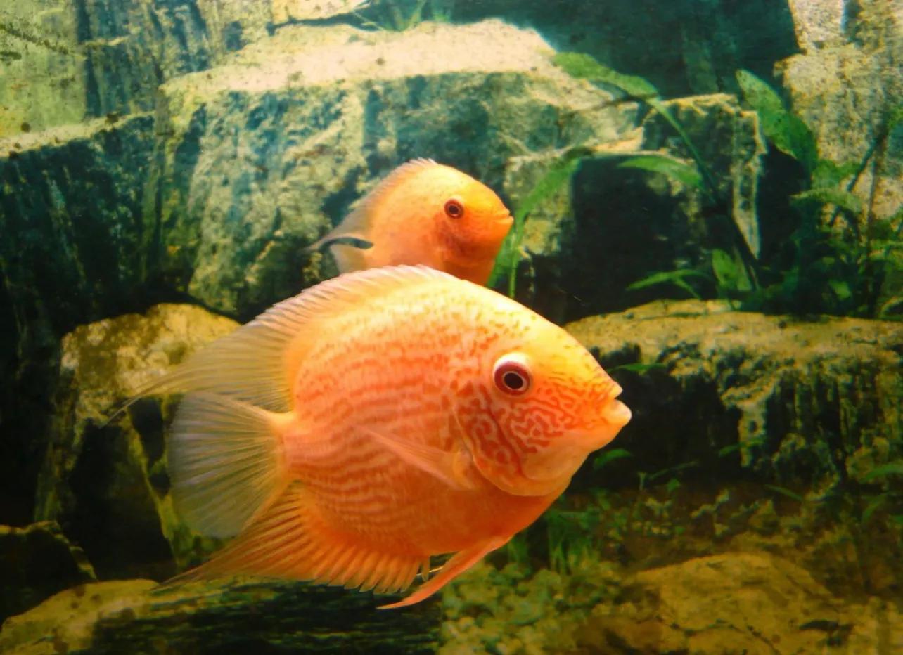 萌新养什么比较好,萌新养鱼准备什么