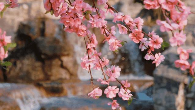 小原流旋转式插花入门知识,日式小原流直立插花图片