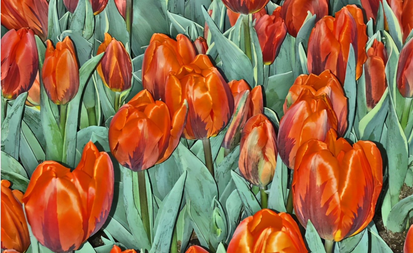 荷兰发生的历史大事,美国最大的金融危机