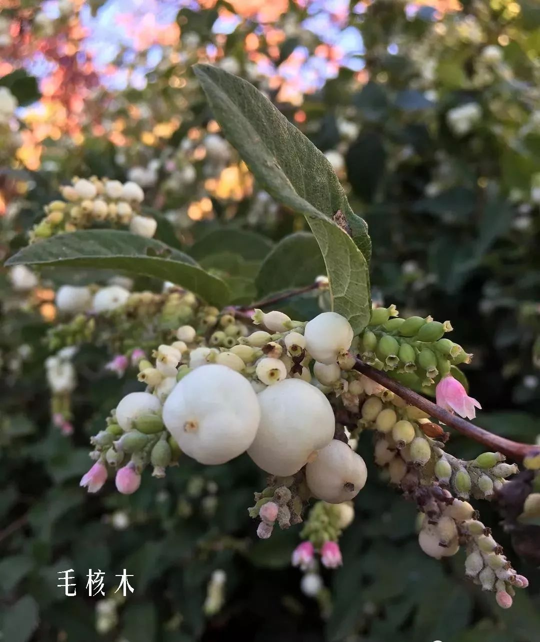 花店里同款的两种不同价格的花材,花店最容易被顾客误解的几种花材
