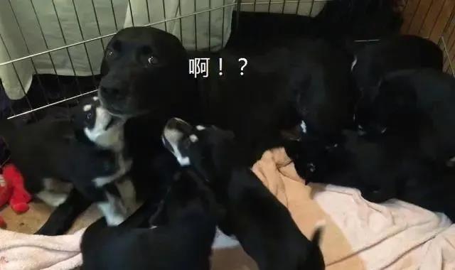 拉布拉多小奶狗新鲜出炉,拉布拉多可爱小奶狗日常