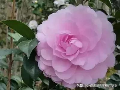 各种花的花语文案,花的花语100种