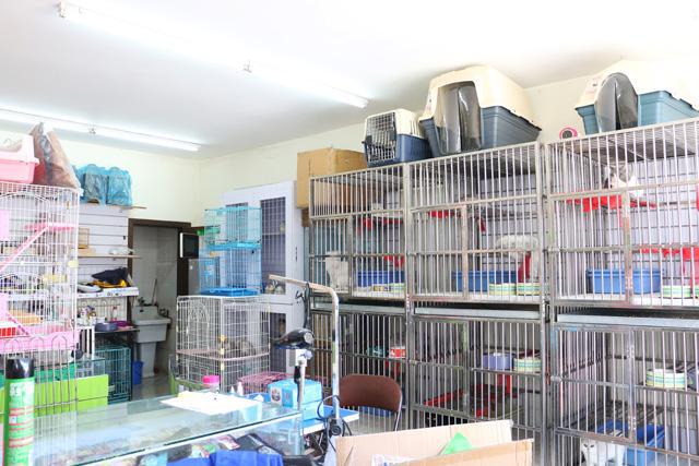 为什么不建议买东北猫,辟谣不同国家的土猫