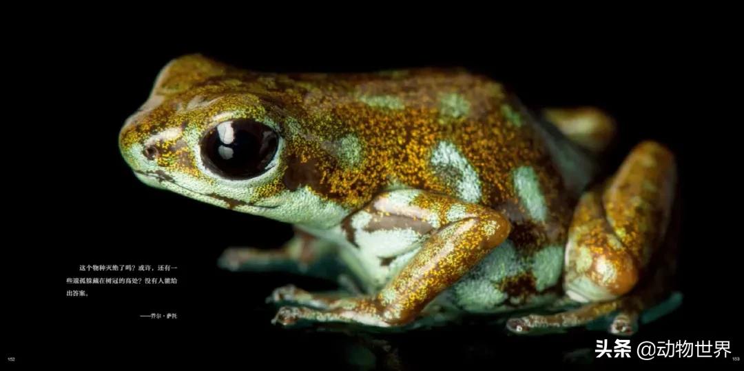 国际珍稀动物保护日-如何拯救那些正在从世界上逐渐消失的物种