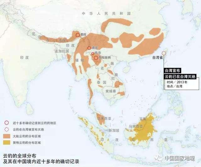 云南云豹的现状,云南高黎贡山云豹