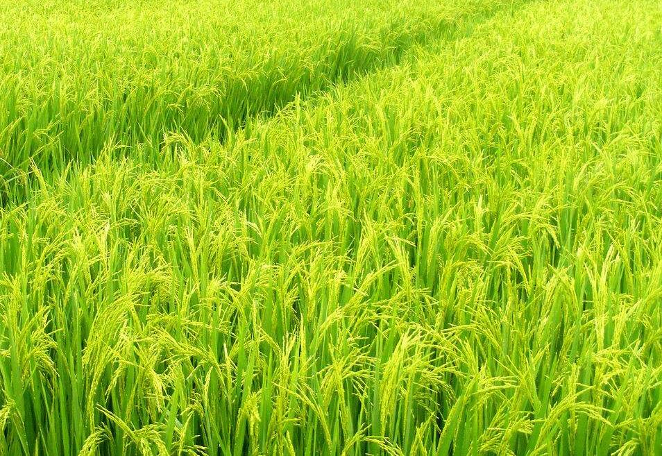 种植水稻高温天气需要注意什么,水稻灌浆期遇低温冷害怎么办