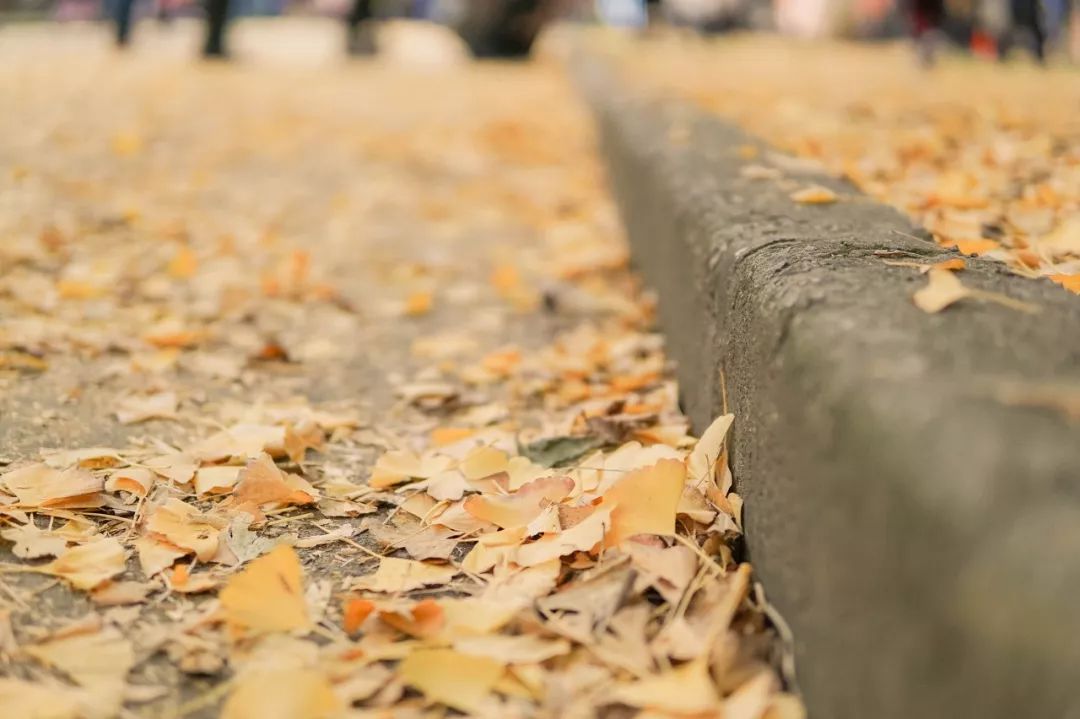 一入秋苏州成姑苏,秋色一入秋苏州就成了姑苏