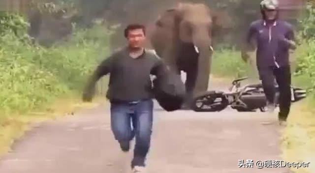 怎么样才能躲避东北虎,滑铲杀猛兽