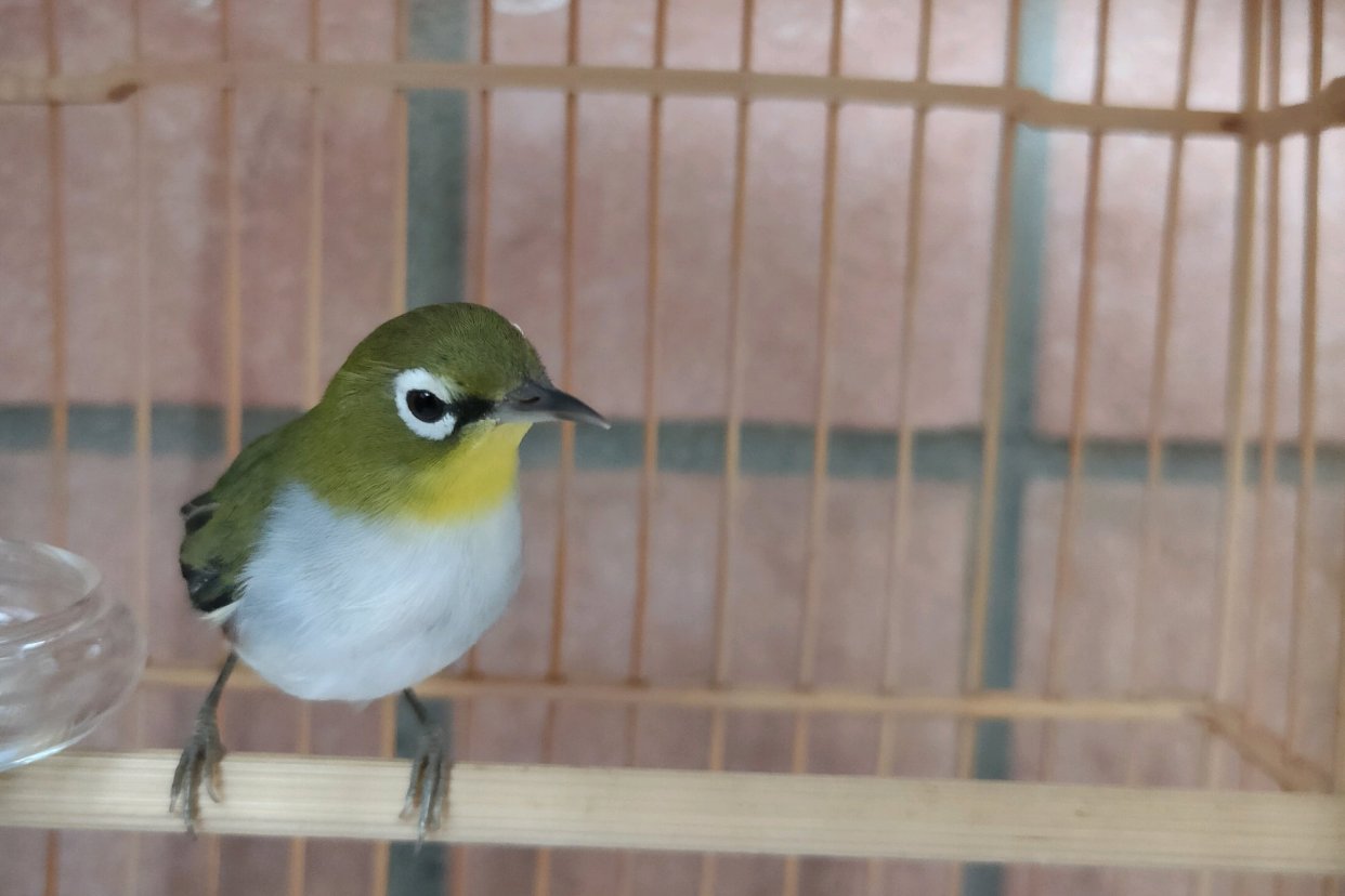 绣眼鸟最怕的是什么,绣眼鸟太吵怎么办