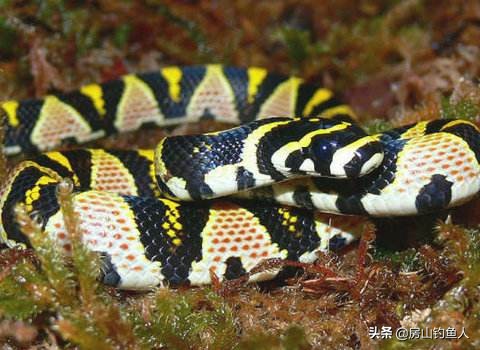 在河里钓鱼遇到大黑蛇真实事件,野钓遇到蛇的真实事件