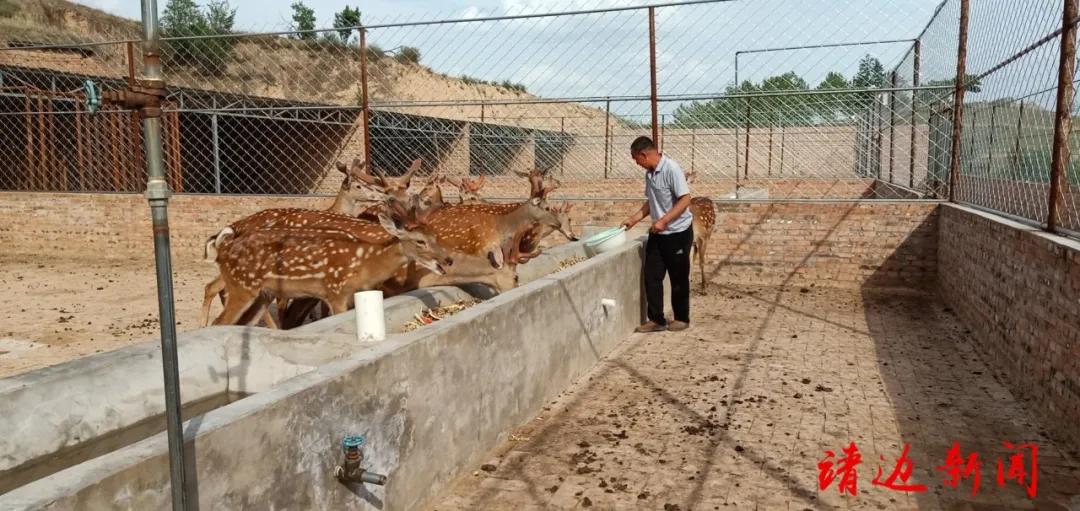 【走进我们的小康生活】红石湾村开启致富“鹿”......