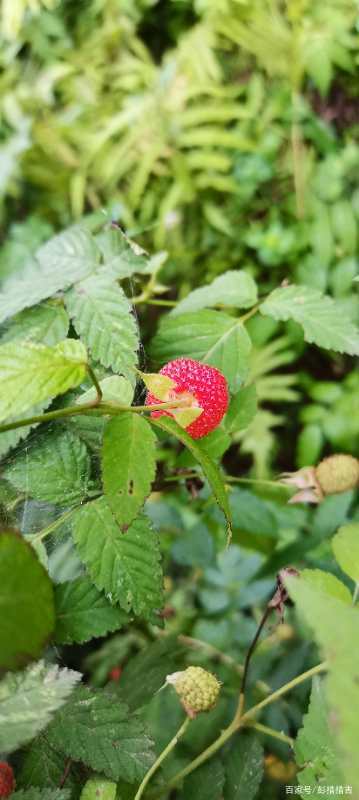 儿时的记忆农村野果,家乡野果记忆深处的味道
