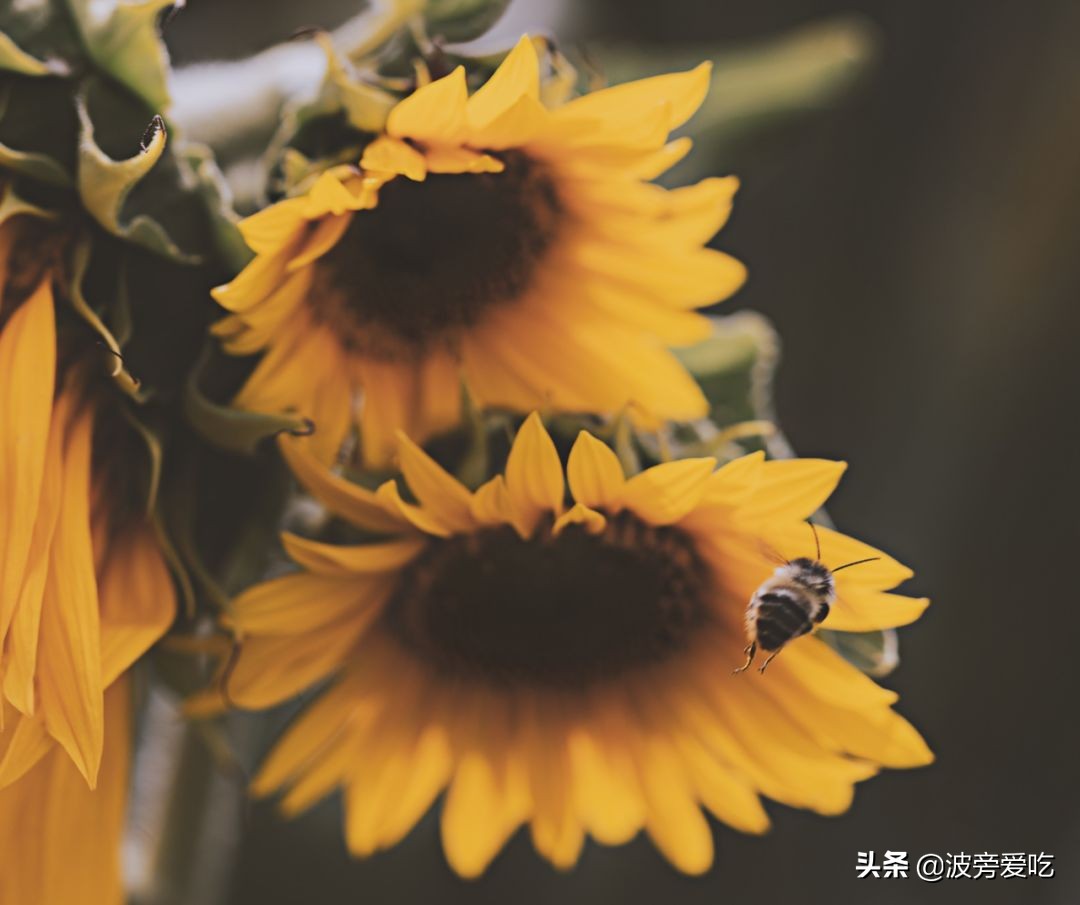 夏天蜂蜜结晶是真蜂蜜还是假蜂蜜,市面上的蜂蜜真假