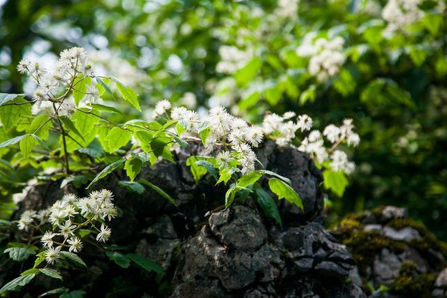 小平故里广安风景,小平故里到华蓥山有多远
