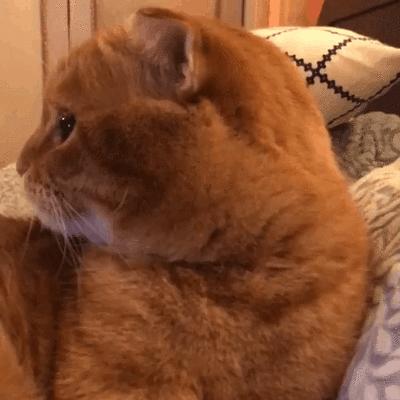 母猫绝育后食欲太好怎么办,母猫生产后食欲差怎么办