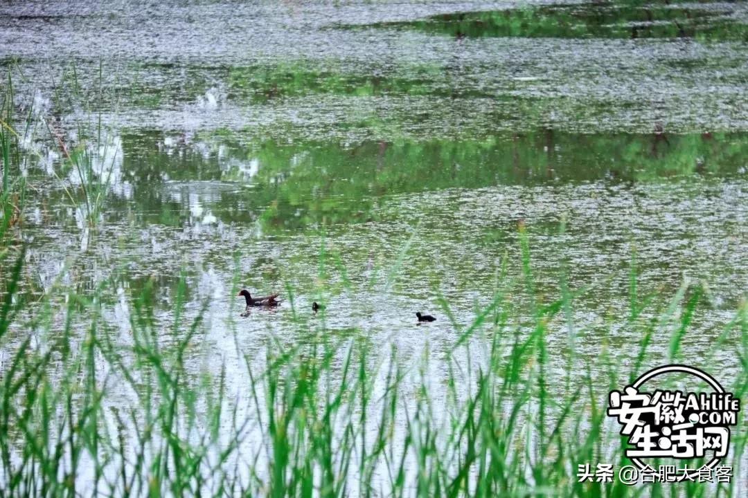 2020年,在这50个地方遇见不一样的合肥