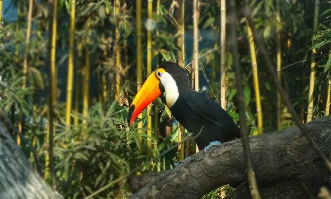 济南动物王国一日游详细攻略,济南一日游动物园
