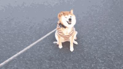 福懋宠物医院南岗分院,福懋宠物医院樟木头