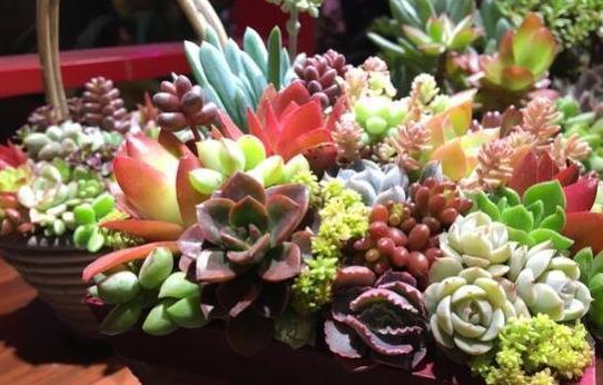 收到多肉之后干巴巴的怎么办,钱串子多肉总是干巴巴