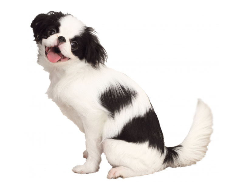 世界上最强壮的10种狗你知道几种,十种体型最小的狗狗排名