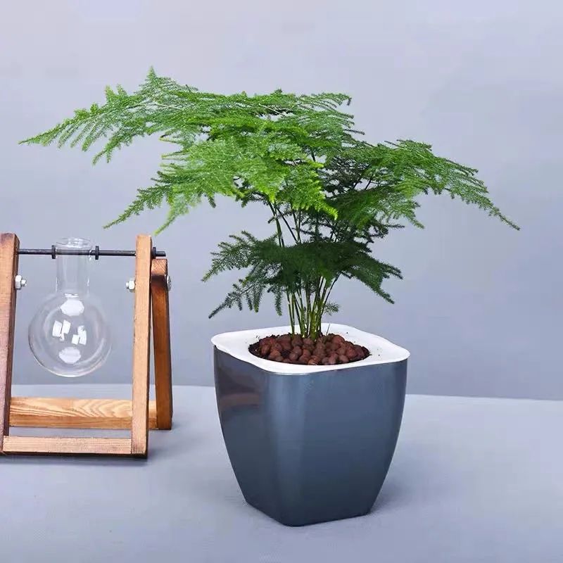 家中必养的五种花,家里养4种花高贵优雅一养就上瘾