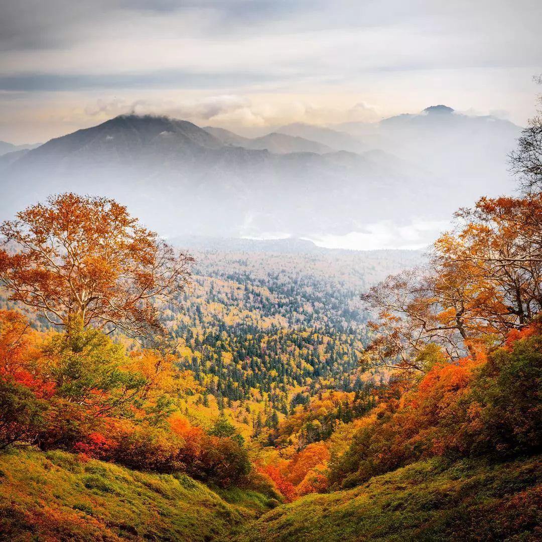 停车坐爱枫林晚，感受火红的秋