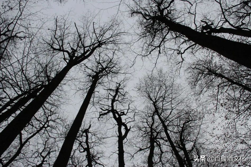 橡木桶从什么时期开始用的,橡木桶的历史