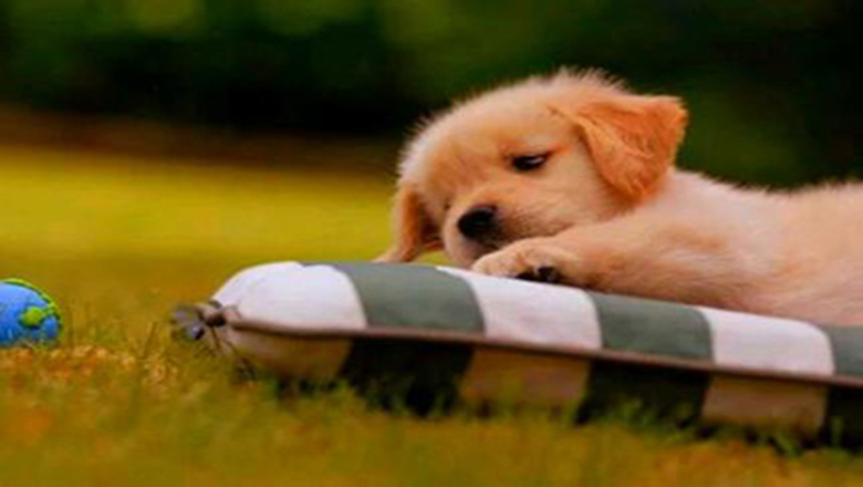 领养狗狗可以挑选品种和年龄么,领养狗狗要领养什么样子的好