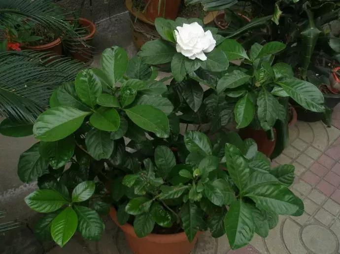 什么花吸甲醛油烟,能吸甲醛油烟的20种植物家家必养