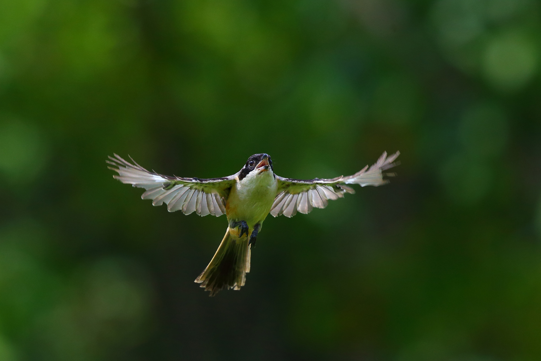 用摄影照片组成的动画