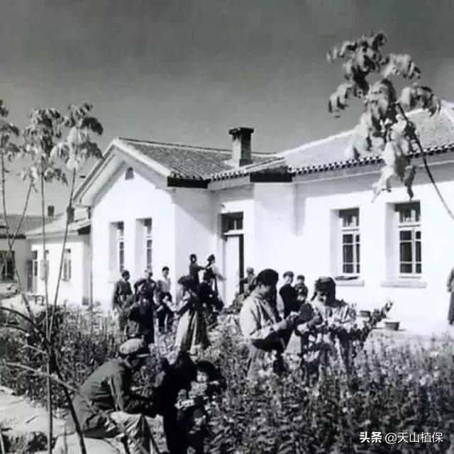 伟大的新疆,伟大的阿勒泰