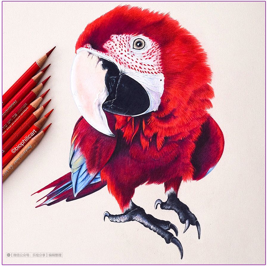 圆形牛皮纸彩铅画花鸟,彩铅画绿藤花鸟图片大全