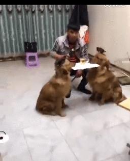 狗狗会有报复心理吗,狗狗对人类疯狂报复