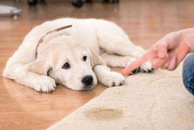 家里有小孩可是想养宠物怎么办,家里有孩子想养一只小狗怎么办