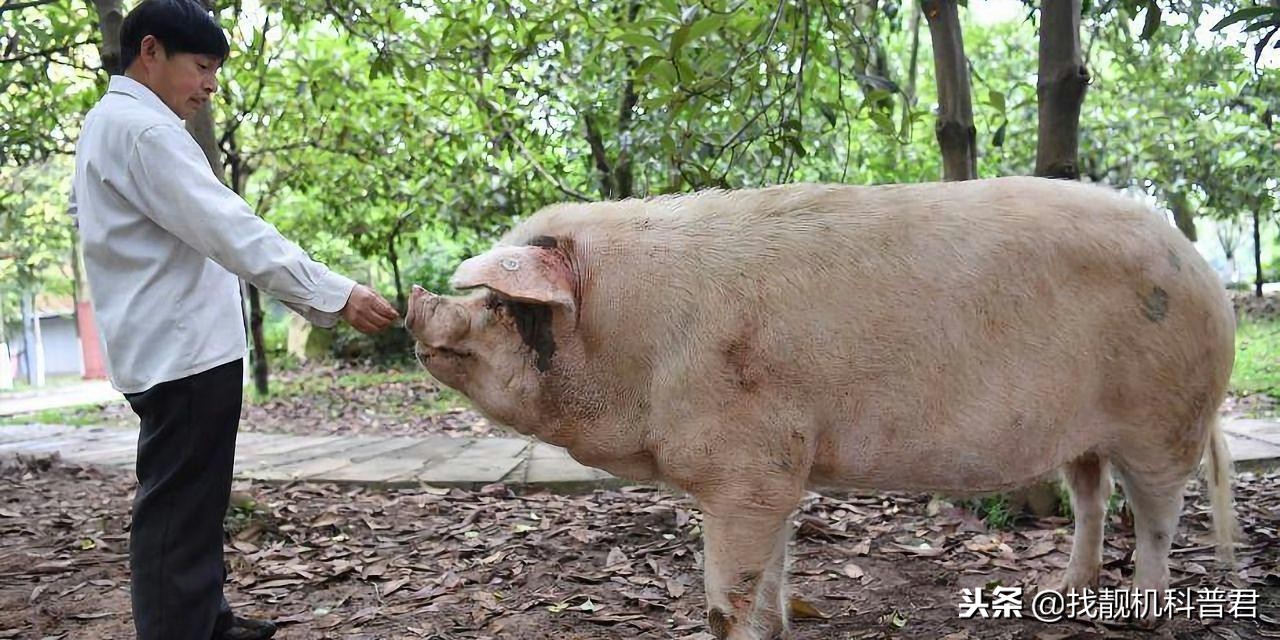 猪那么胖为什么体脂率低,把猪养一辈子不杀能长到多大