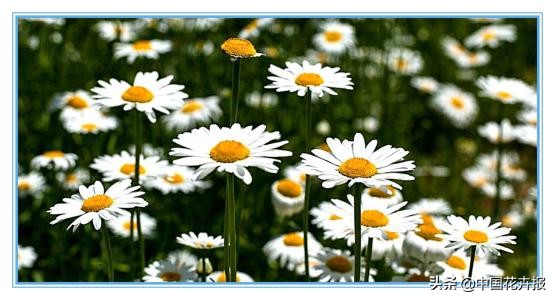 适合花园的花花草草,如何打造四季都有花的花园