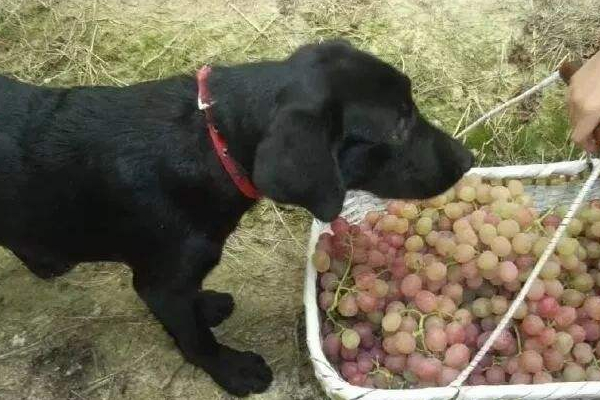 葡萄对狗狗有什么伤害,狗狗千万不要吃葡萄