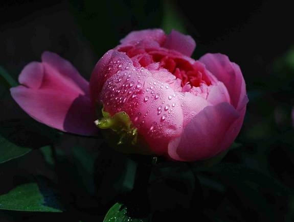 中国十大名花排行哪个是你的最爱,你知道中国十大名花是什么花吗