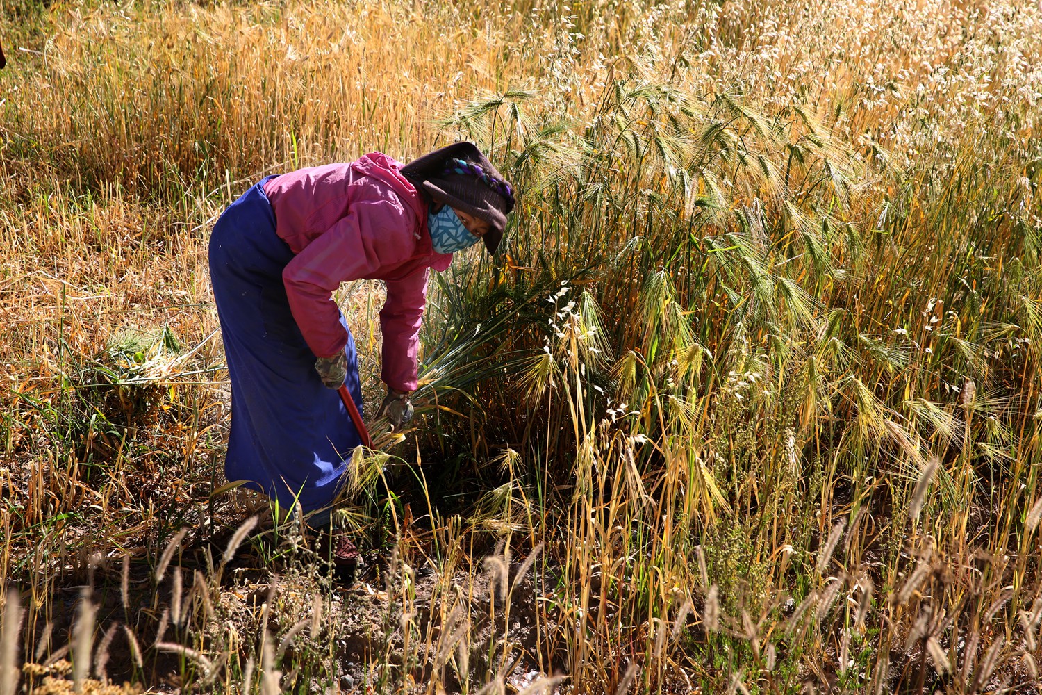 丰收快乐节,农民丰收节唱出丰收喜悦