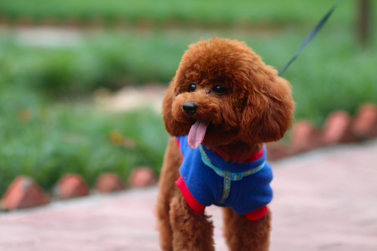 泰迪的智商高还是柯基的智商高,成年泰迪智商相当于几岁小孩