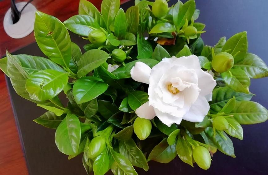 栀子花叶子耷拉发蔫怎么回事,栀子花的叶子发蔫要怎么解救