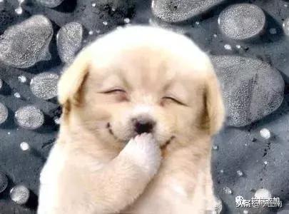 不小心踩到小狗狗了会受伤吗,不小心踩到狗狗嗷嗷叫它会怪你吗