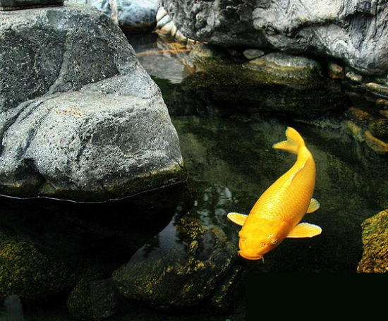 新手入门养锦鲤如何防止生病,新手养锦鲤需要注意什么