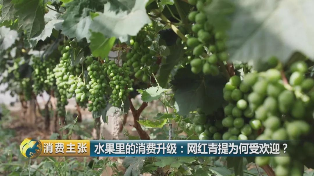 阳光玫瑰葡萄水果中爱马仕,阳光玫瑰葡萄有多贵