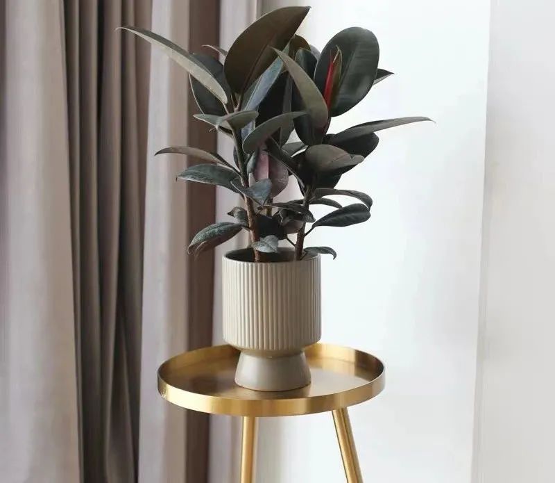 家养五种植物,家养绿叶花卉大全