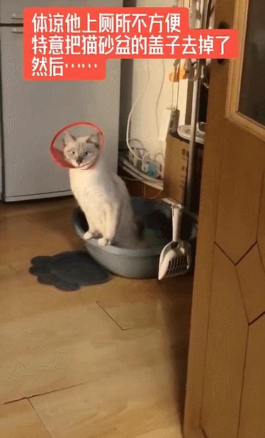 猫咪拉屎姿势好笑,猫咪拉屎搞笑表情