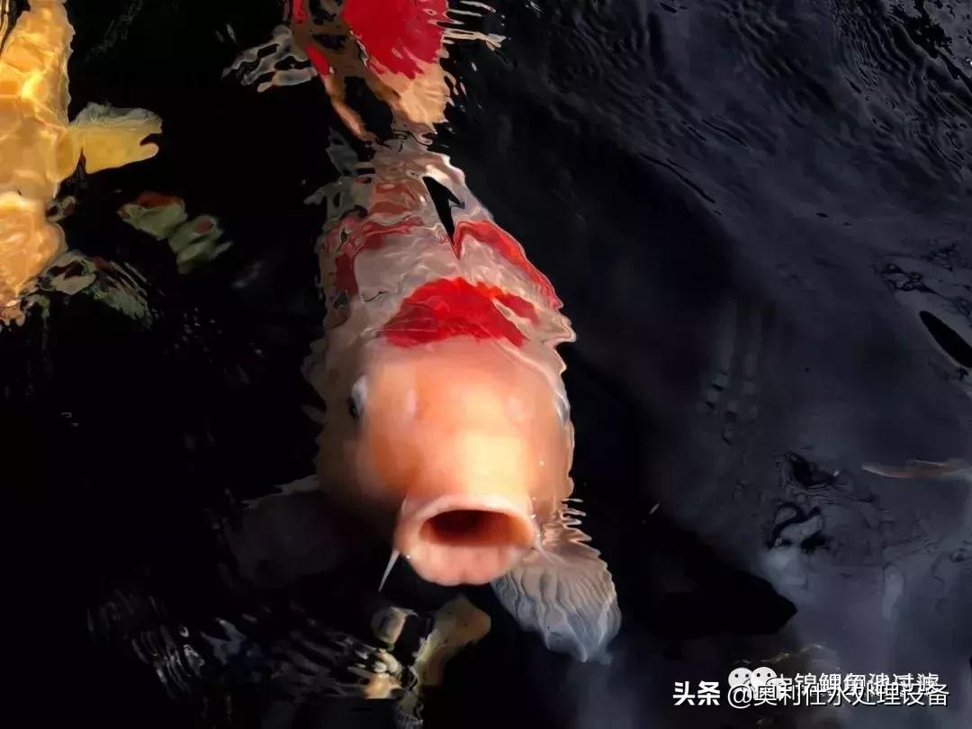 锦鲤用海盐与工业盐的区别,锦鲤用海盐还是矿物盐好