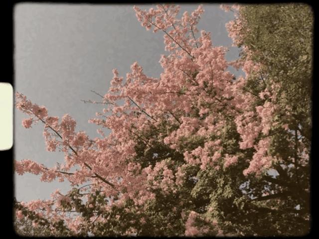 拍摄vlog必备的工具有哪些,vlog从零开始拍摄教程